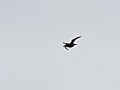 Alaska Wildlife-63